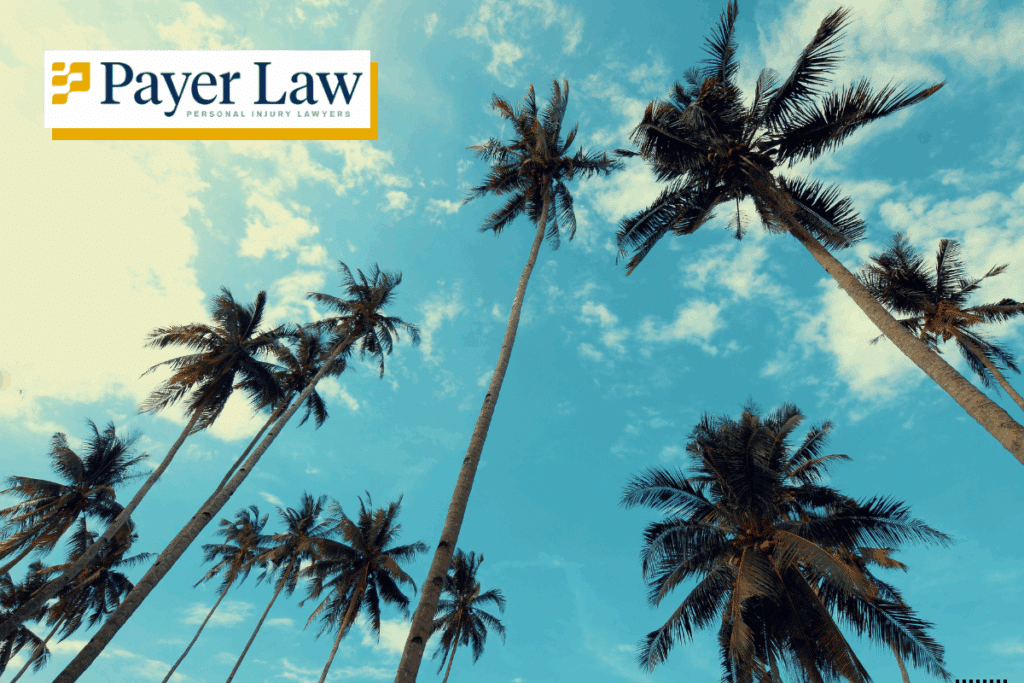 palm trees in Key Biscayne